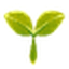 Planta